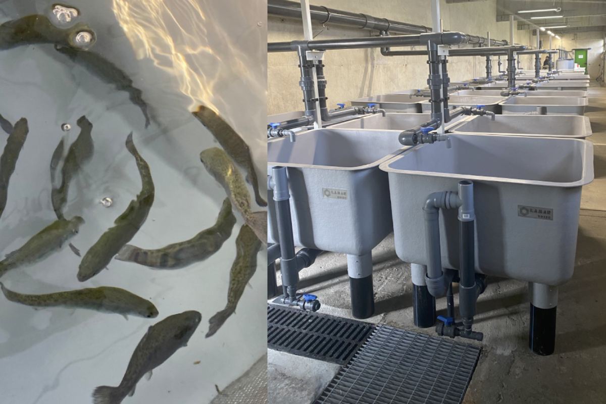 A sinistra, trote alimentate con mangimi contenenti farina di insetto. A destra, le vasche di allevamento